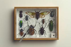 ガチャガチャの森：多彩なラインナップとエンターテインメントを提供するユニークなガチャ専門店